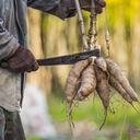 De los tubérculos se genera una gran cantidad de desechos que son arrojados como desperdicios o convertidos en compost; la idea es darle una utilidad adicional.