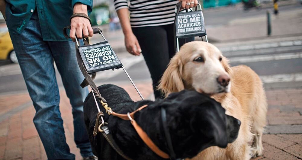 Perros acompañantes de personas invidentes