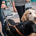 Perros acompañantes de personas invidentes