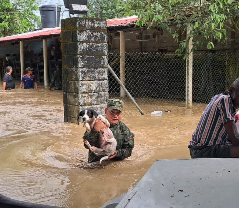 Hasta los animales han sido rescatados por la fuerza pública.