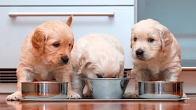 Expertos dan consejos vitales sobre la alimentación de estos peluditos.
