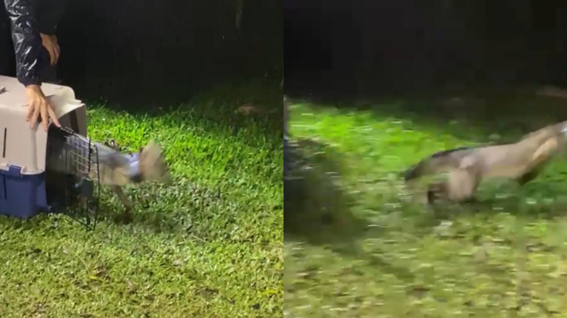 Perro zorro liberado en el Valle de Aburrá.