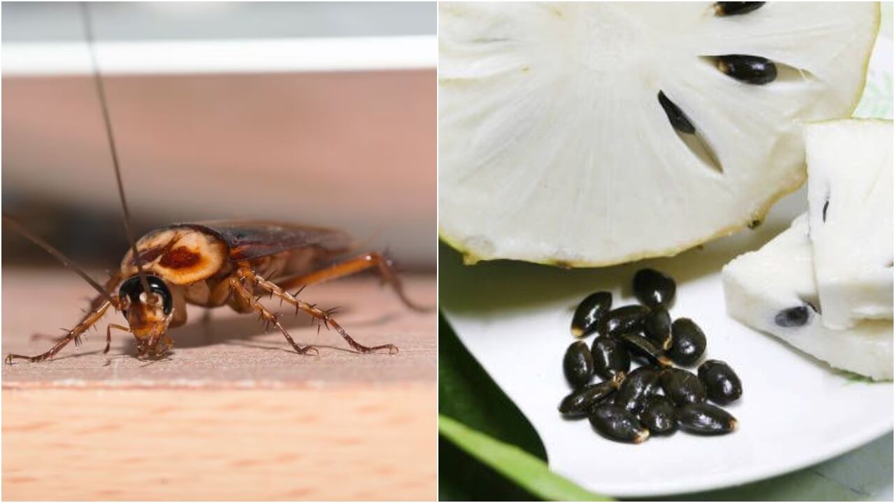 Pepas de la guanábana para ahuyentar a las cucarachas. (Imagen de referencia)