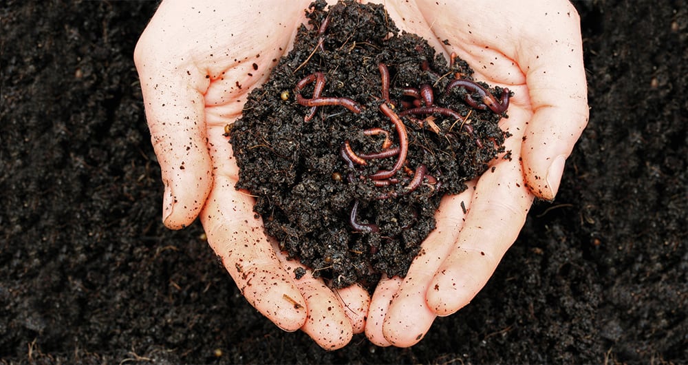 La palabra gusano se utiliza coloquialmente para designar los más diversos animales que coinciden en ser pequeños, blandos, de forma alargada y con apéndices locomotores poco destacados o ausentes.