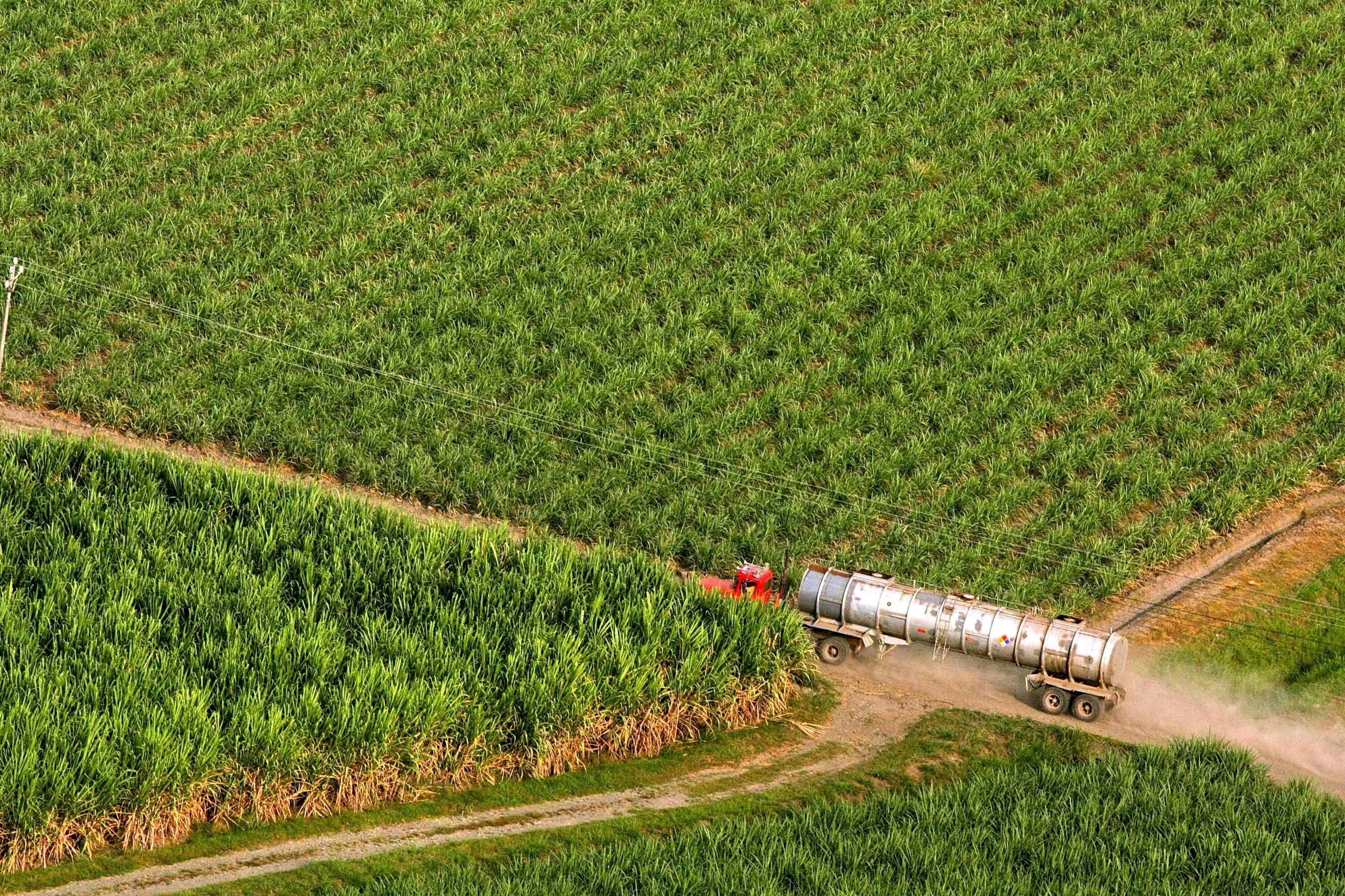 Producción de caña de azúcar en el departamento del Valle. 