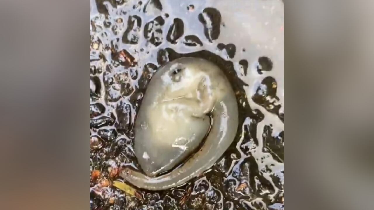 Encuentran una creatura extraña en Australia.