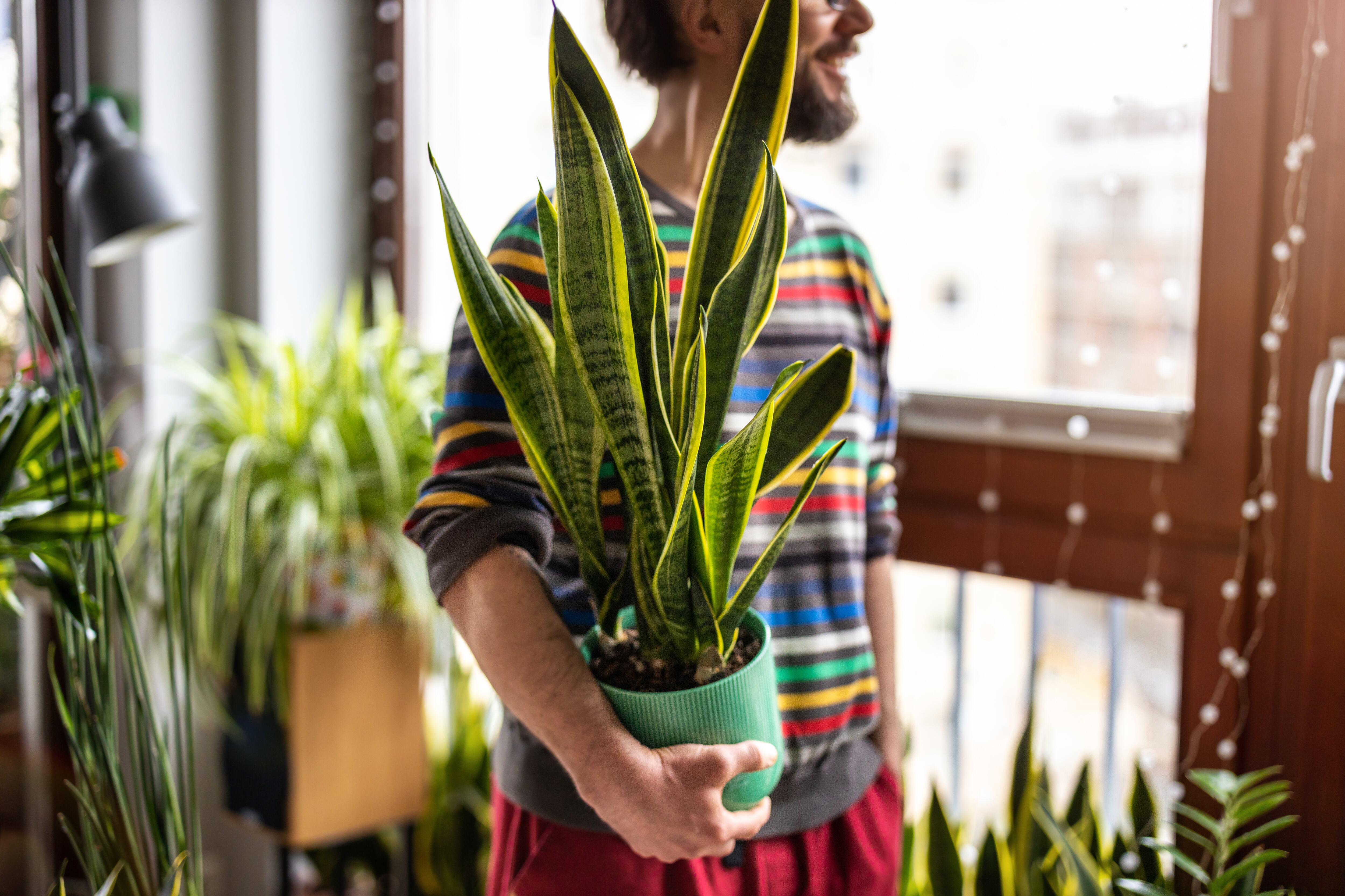 La lengua de la suegra es considerada una de las plantas para alejar las malas energías.