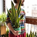 La lengua de la suegra es considerada una de las plantas para alejar las malas energías.