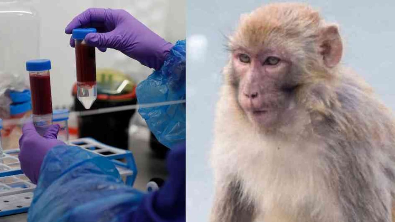 Coronavirus: monos roban muestras de sangre de covid-19 en la India