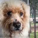 Rufito, perro que necesita un hogar.