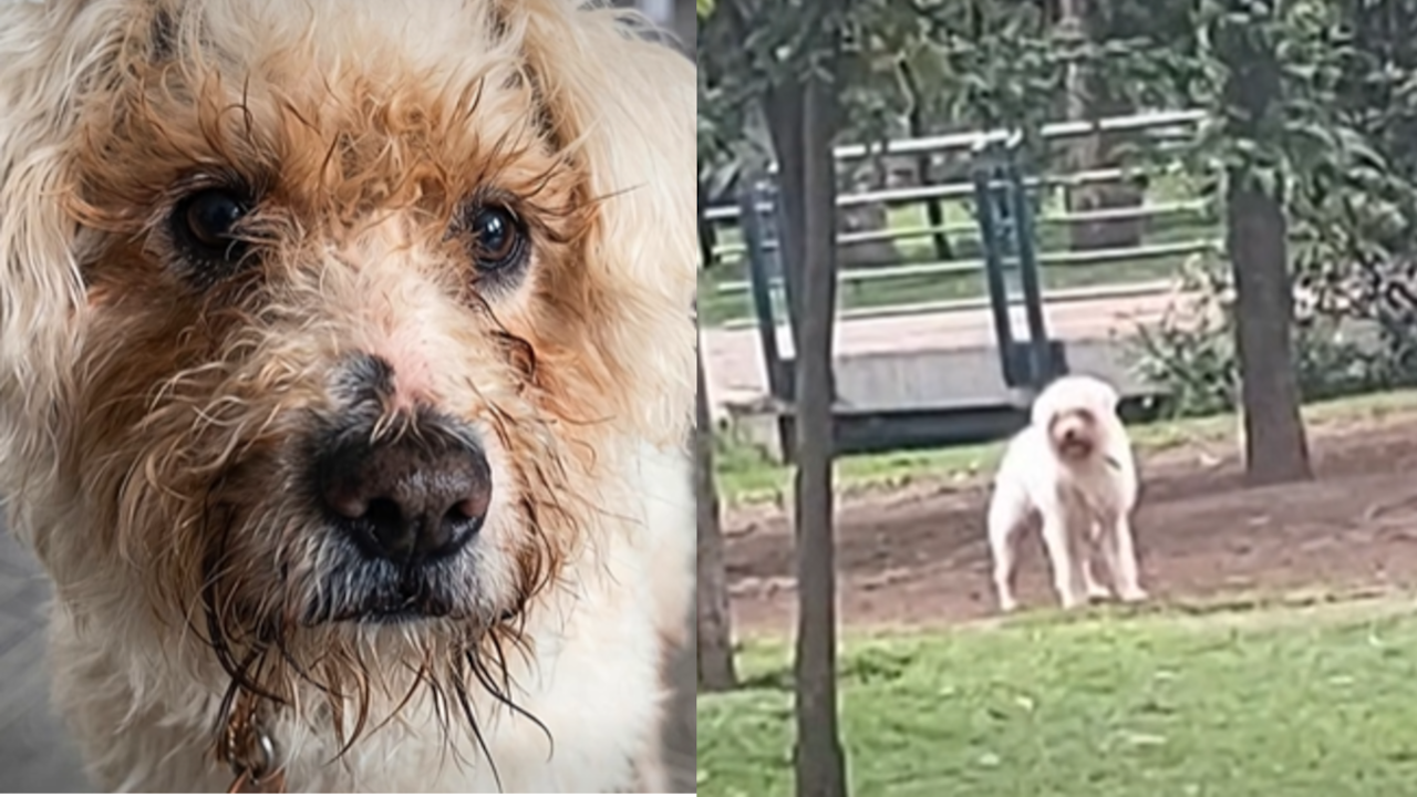 Rufito busca un hogar donde vivir con dignidad, tranquilidad y amor.