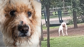 Rufito, perro que necesita un hogar.