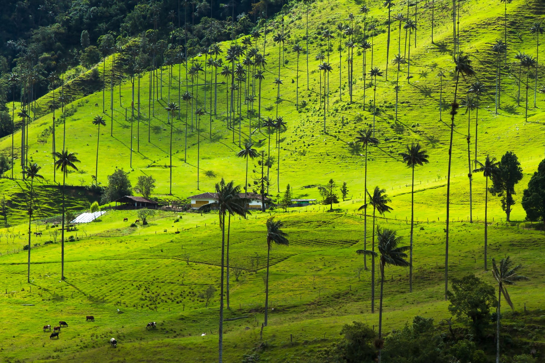 La palma de cera es nativa de los bosques montañosos húmedos del Parque Nacional Natural Los Nevados, en el corregimiento de Toche, municipio de Ibagué.