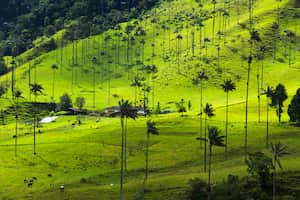 La palma de cera es nativa de los bosques montañosos húmedos del Parque Nacional Natural Los Nevados, en el corregimiento de Toche, municipio de Ibagué.