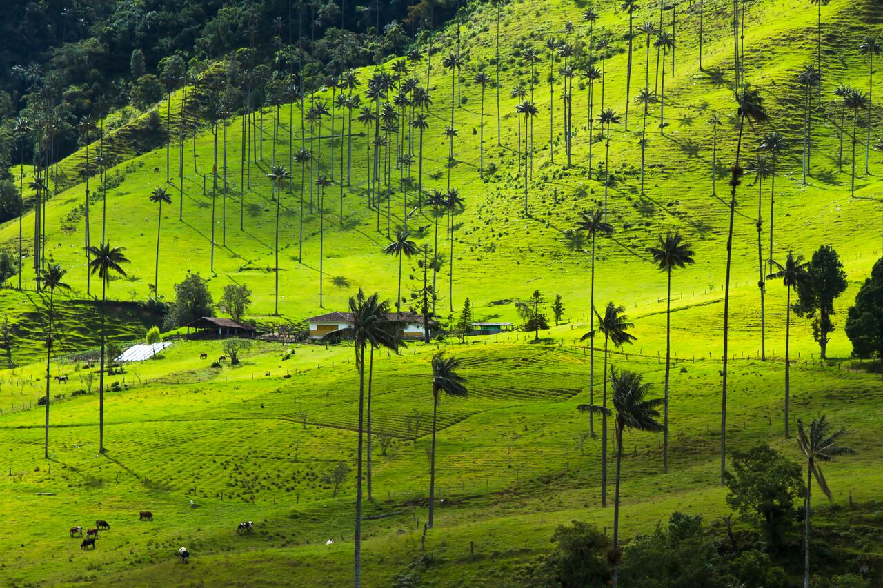 La palma de cera es nativa de los bosques montañosos húmedos del Parque Nacional Natural Los Nevados, en el corregimiento de Toche, municipio de Ibagué.
