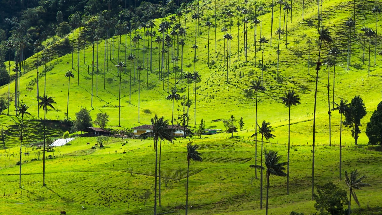 La palma de cera es nativa de los bosques montañosos húmedos del Parque Nacional Natural Los Nevados, en el corregimiento de Toche, municipio de Ibagué.