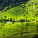 La palma de cera es nativa de los bosques montañosos húmedos del Parque Nacional Natural Los Nevados, en el corregimiento de Toche, municipio de Ibagué.