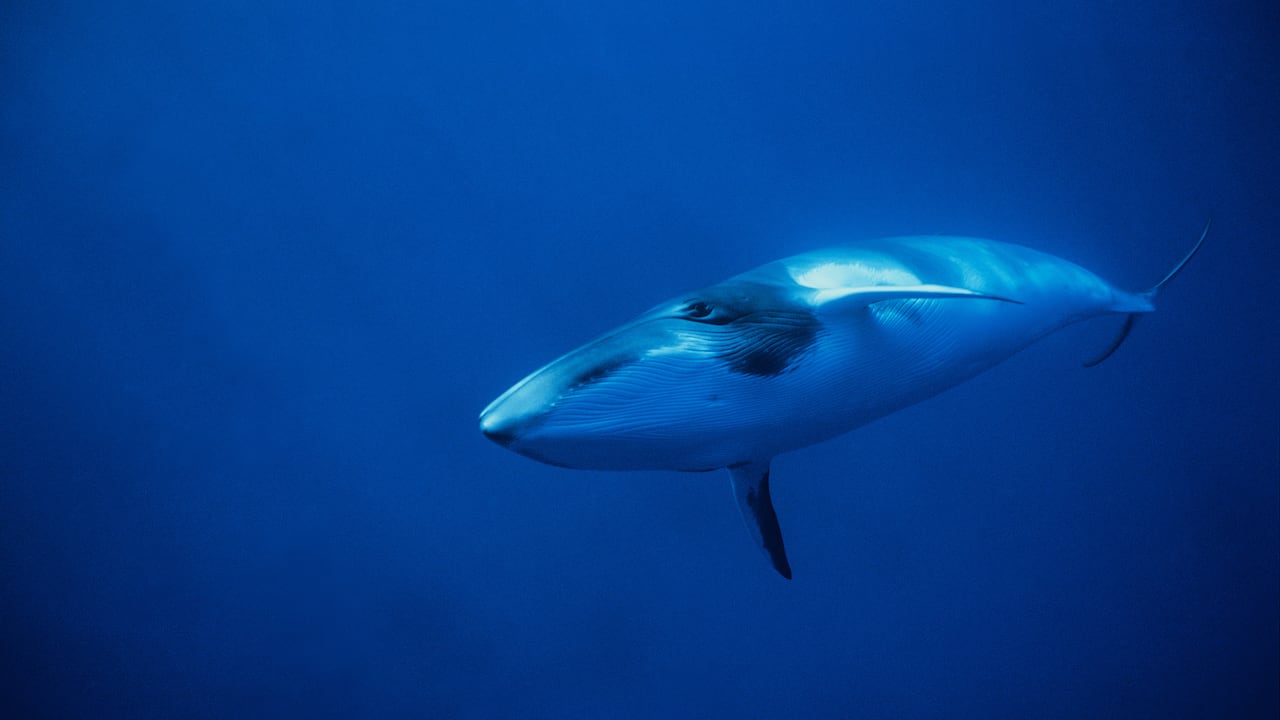 Investigadores hallaron un audio histórico que permite comparar el silencio oceánico del pasado con el presente.