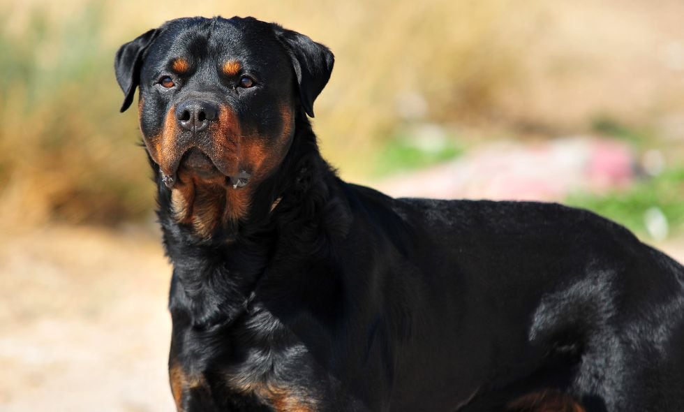 rottweiler
