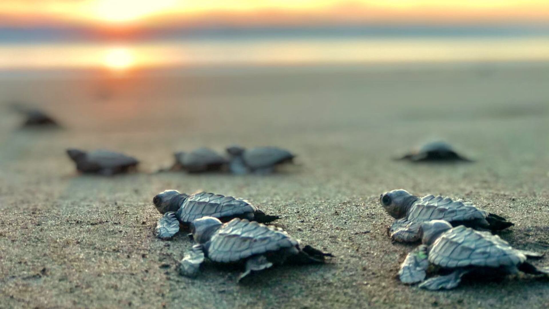 Karla Barrientos, directora científica de la Fundación Tortugas del Mar, considera que se desaprovecha la oportunidad de enviar, a través de ellas, el mensaje de la resolución de los plásticos de un solo uso.