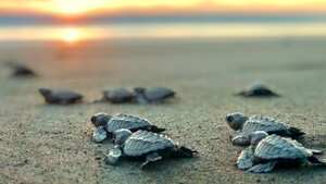 Karla Barrientos, directora científica de la Fundación Tortugas del Mar, considera que se desaprovecha la oportunidad de enviar, a través de ellas, el mensaje de la resolución de los plásticos de un solo uso.