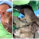 Tras concepto médico desfavorable, entregan a una canina desatendida a las autoridades de Bogotá.