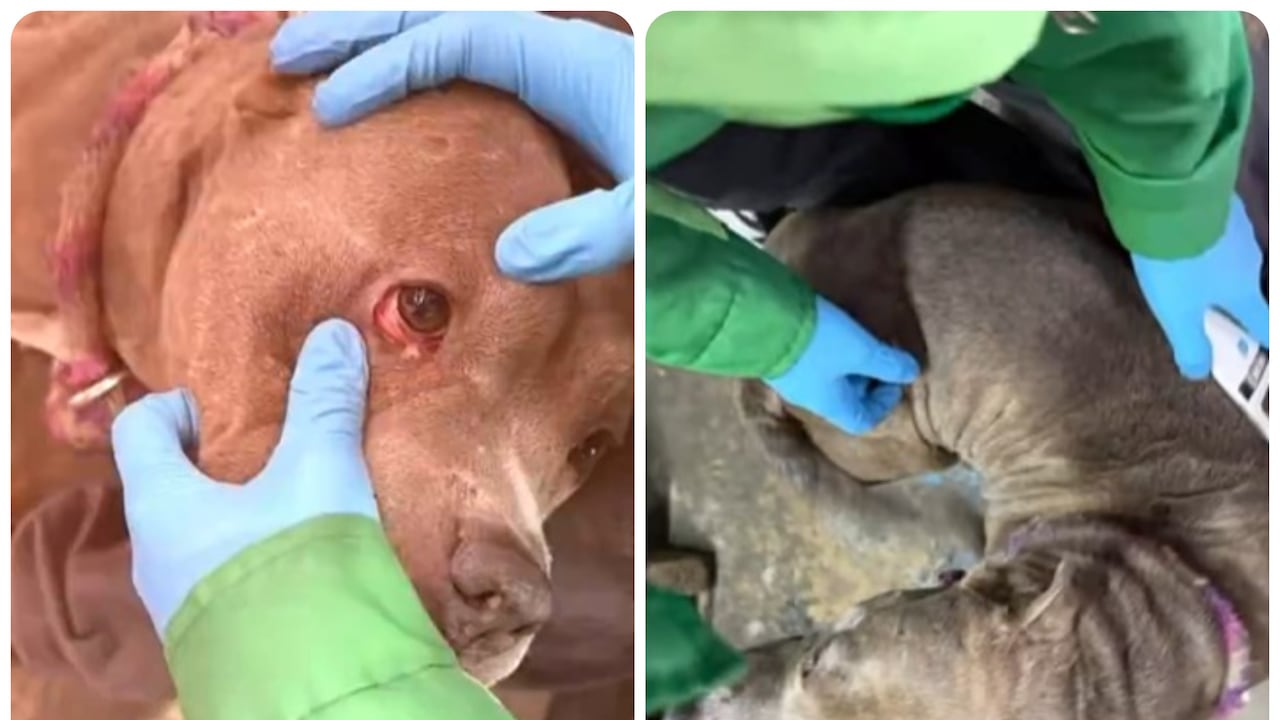 Tras concepto médico desfavorable, entregan a una canina desatendida a las autoridades de Bogotá.