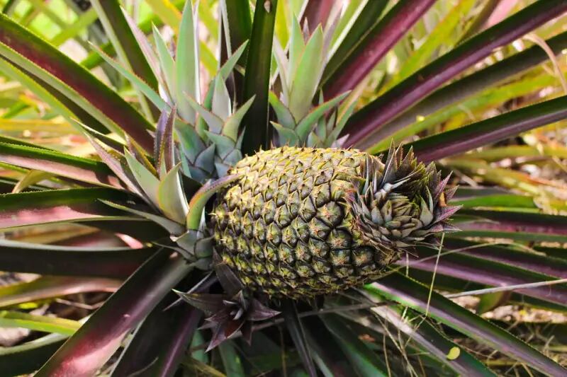 Así como la pulpa, la hoja de piña también tiene beneficios para la salud.