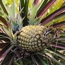 Así como la pulpa, la hoja de piña también tiene beneficios para la salud.