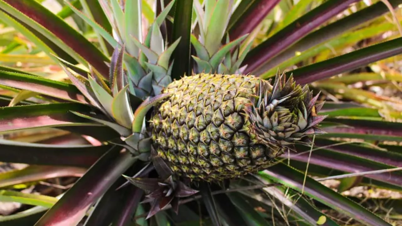 Los encantos de la ‘capital mundial de la piña’, una joya escondida de pozos azules y cascadas en Santander.