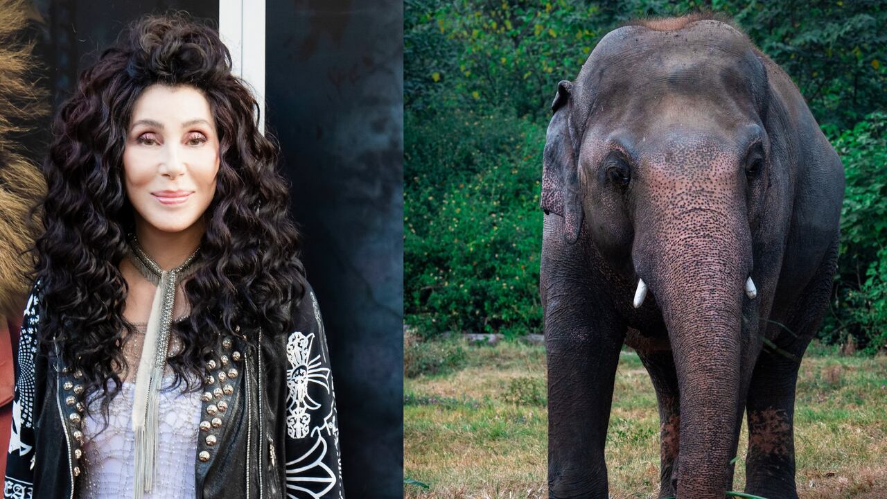 El documental Cher y el elefante más solitario