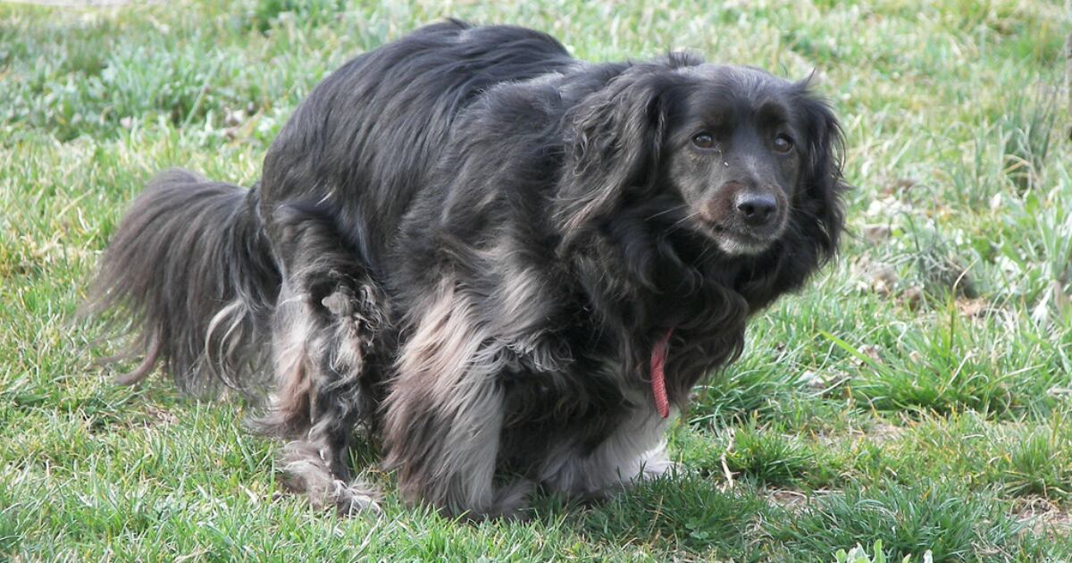 Los perros deben defecar diariamente.