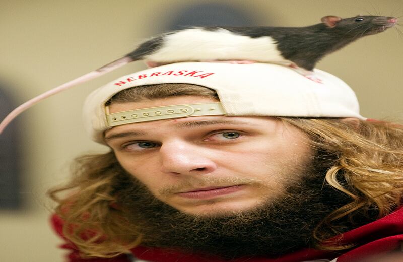 Austin Ackerman, estudiante de psicología, y su rata Tuk, participan en la competencia anual Xtreme Rat Challenge, en Nebraska, Estados Unidos. La competición, en la que estudiantes de psicología intentan entrenar a sus ratas para que superen varios obstáculos, fue creada en 1974. (AP)