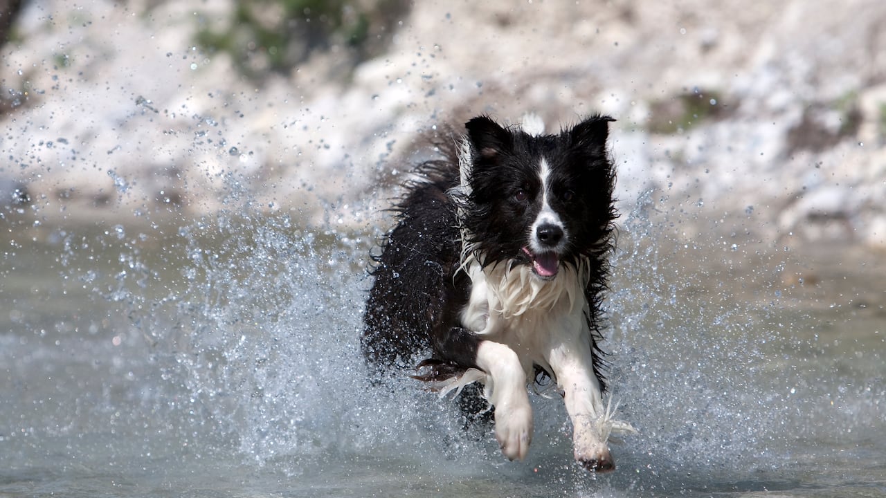 Corriendo por el agua, el lindo border collie disfruta en el río de la montaña