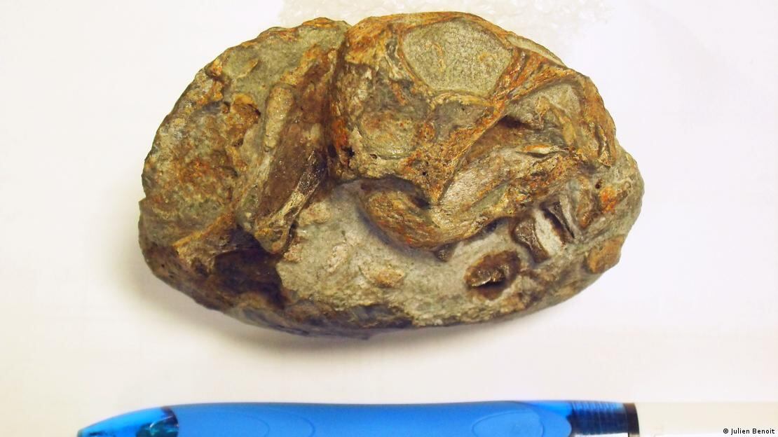 La tecnología actual hizo posible revelar detalles ocultos del fósil.