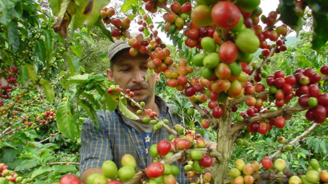 El Gobierno autorizó el pago de $60.000 millones para que la Federación Nacional de Cafeteros se encargue de entregar el dinero.