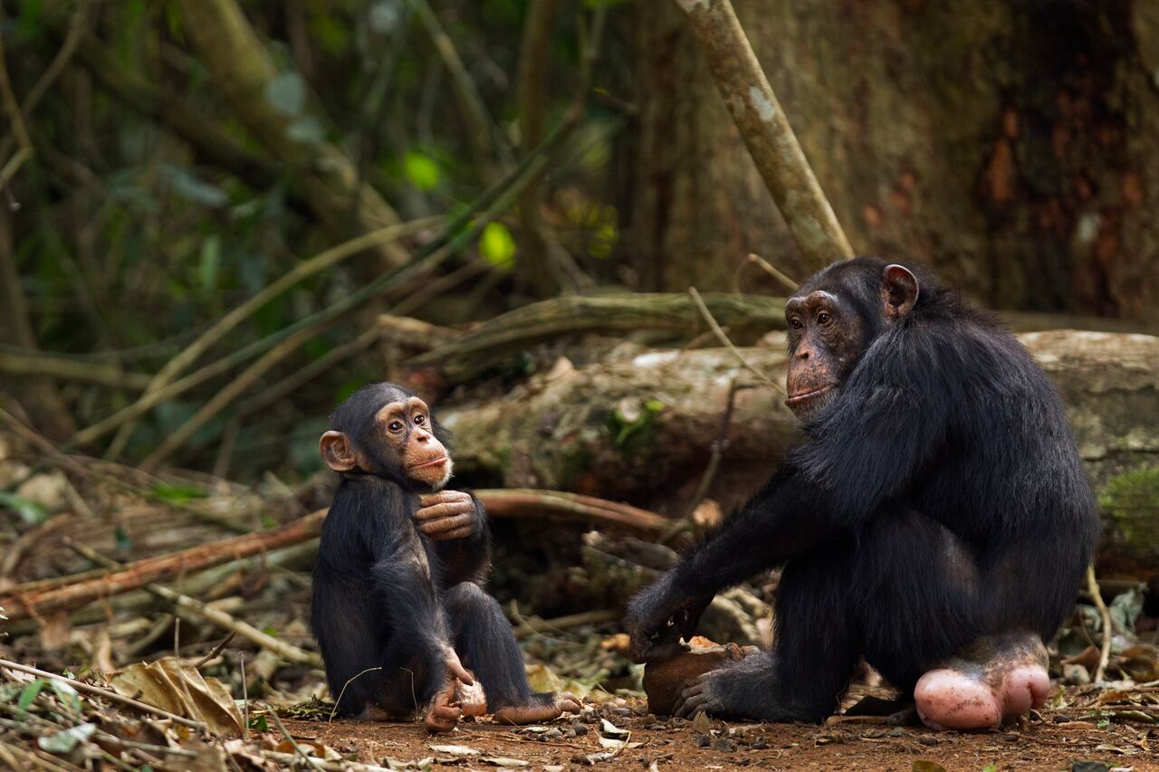 Los chimpancés suelen hacer este tipo de duelos cuando pierden a un miembro de su manada