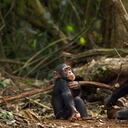 Los chimpancés suelen hacer este tipo de duelos cuando pierden a un miembro de su manada