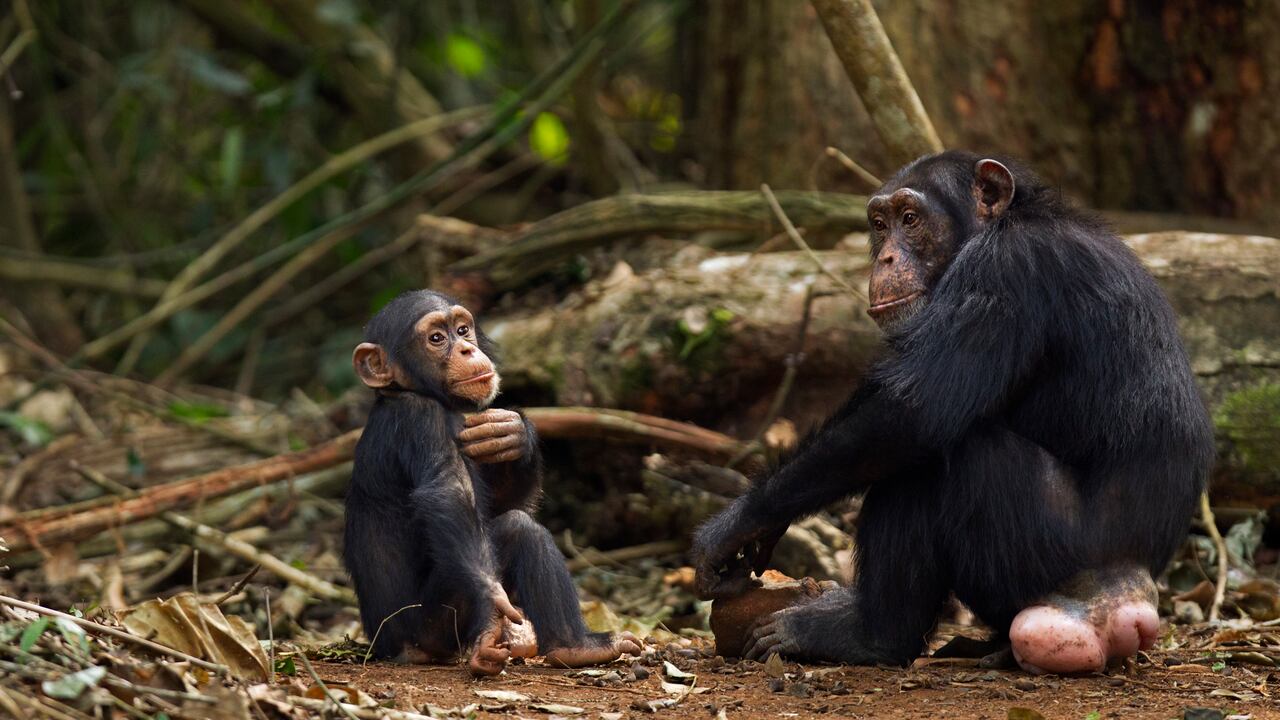 El hallazgo en los chimpancés –los parientes vivos más cercanos de los humanos– también es relevante para nosotros, ya que apoya la idea de que nuestros antepasados simios aprovecharon las conexiones sociales para mejorar sus tecnologías, dijo a la AFP la autora principal, Cassandra Gunasekaram.