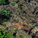 La deforestación en la Amazonía brasileña marcó un récord para febrero, segundo mes del Gobierno del presidente Luiz Inácio Lula da Silva,