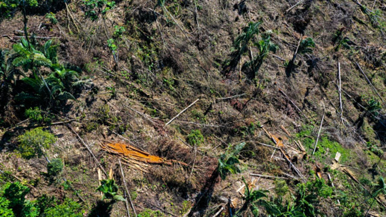 La deforestación en la Amazonía brasileña marcó un récord para febrero, segundo mes del Gobierno del presidente Luiz Inácio Lula da Silva,