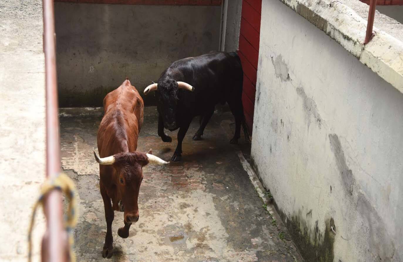 Toro de César Rincón y un buey. Cali, 29 de diciembre de 2017. 
