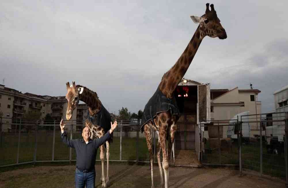 Davio Casartelli, entrenador de elefantes y jirafas de 64 años, muestra con orgullo a sus jirafas Piccola, izquierda y Lamia, en el Circo Romina Orfei, estacionado en San Nicola la Strada, cerca de Nápoles, Italia. "Nosotros estamos acostumbrados a vivir con las ganancias de nuestros espectáculos.” AP-Alessandra Tarantino