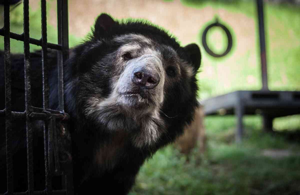 Un Oso Andino (Tremarctos ornatus) rescatado de tráfico ilegal, vive en la Fundación Santa Cruz en San Antonio, Cundinamarca, Colombia, el 2 de agosto de, 2019. Foto: Juancho Torres