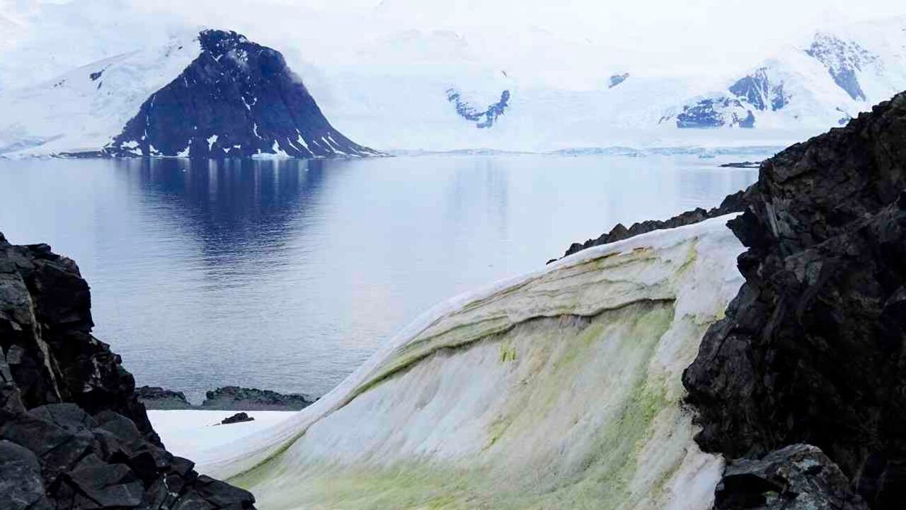 El calentamiento global hace que estas algas microscópicas florezcan y cambién el blanco de la nieve por un verde. Foto: AFP