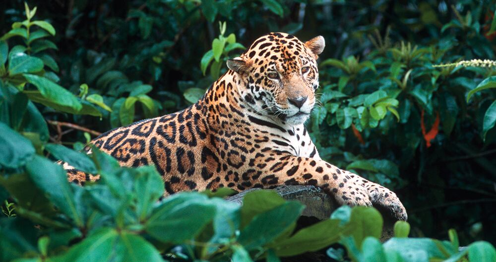 Salvemos al dios jaguar_1