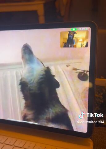 El aullido de Sadie tras ver a Rollo en videollamada.