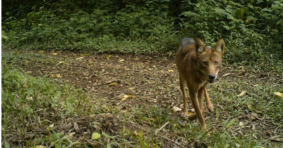 Coyote está a punto de entrar a Colombia