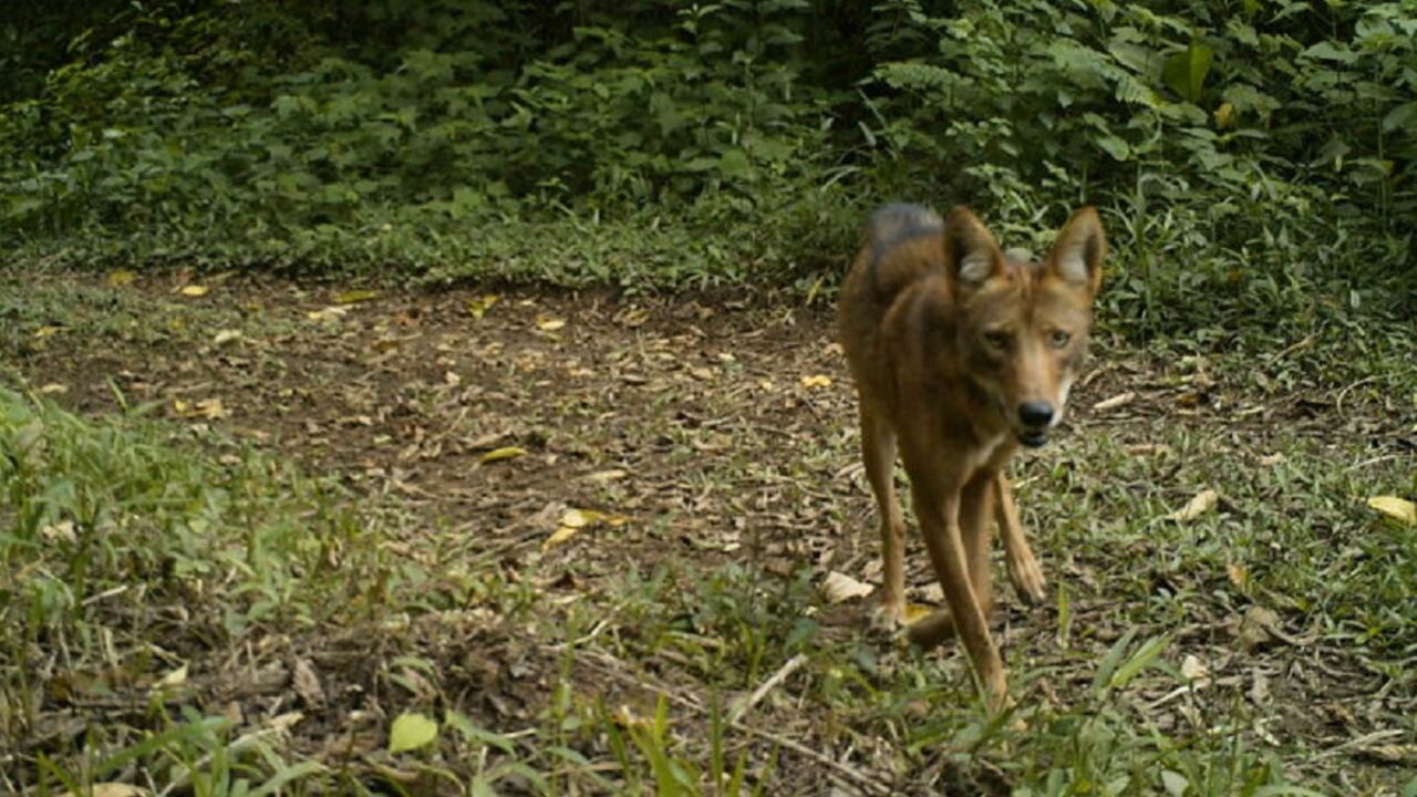 Coyote está a punto de entrar a Colombia