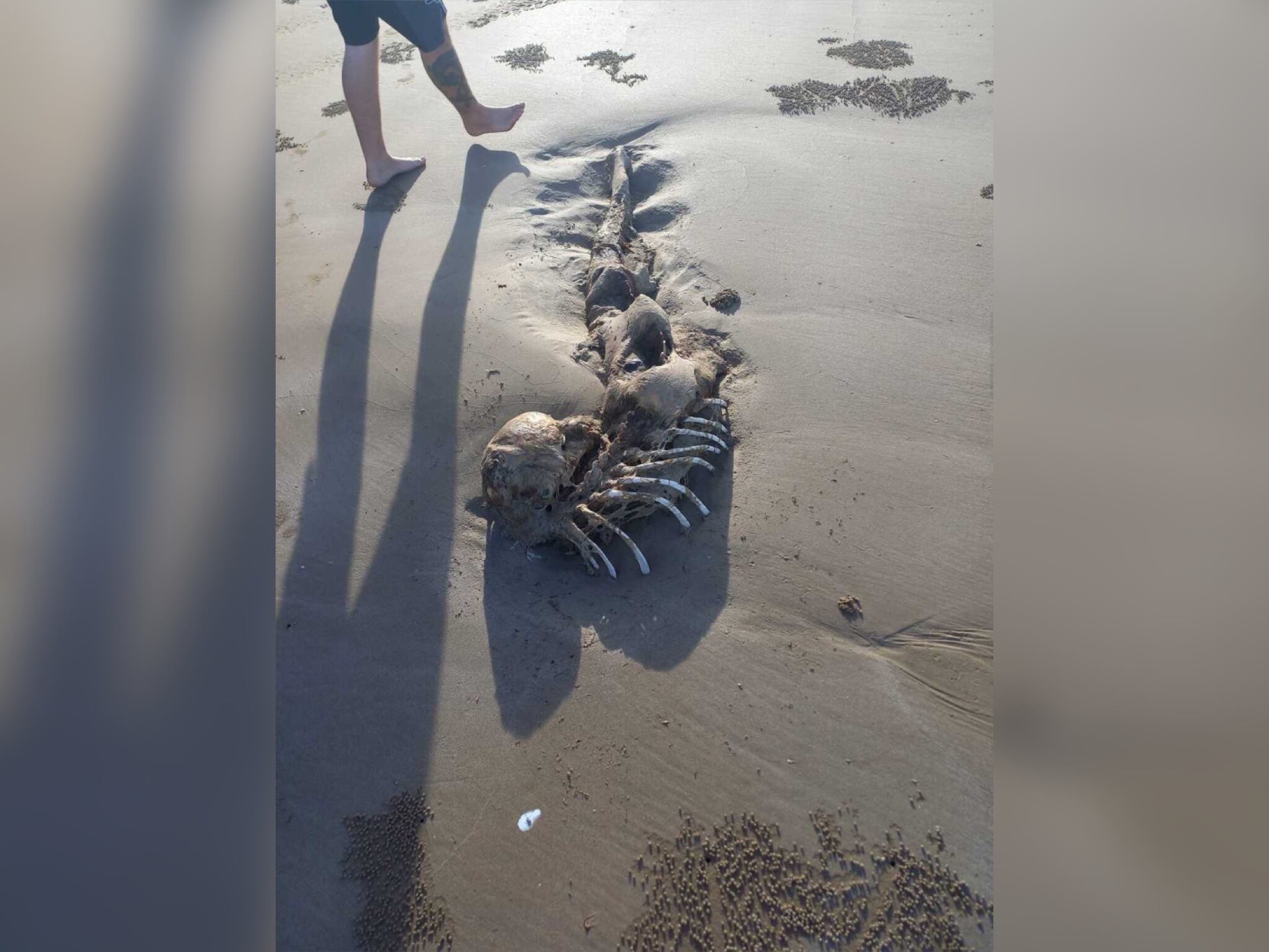 Sirena. Foto: Facebook Bobbi-Iee Oates.